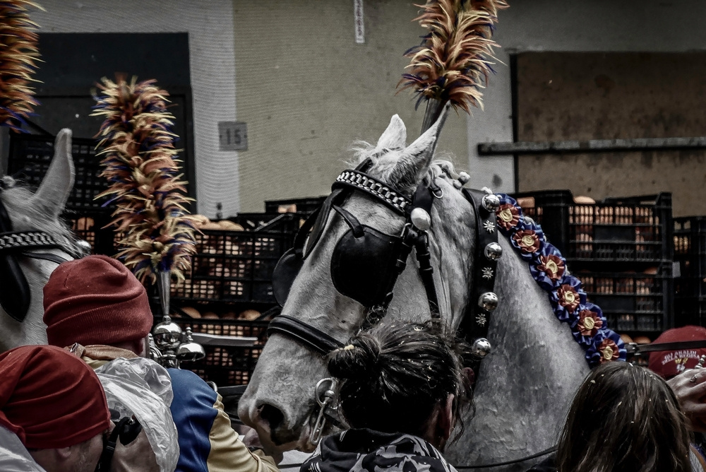 Ivrea (TO) - Storico Carnevale - 2023 - Ivrea (TO) Battaglia delle arance
